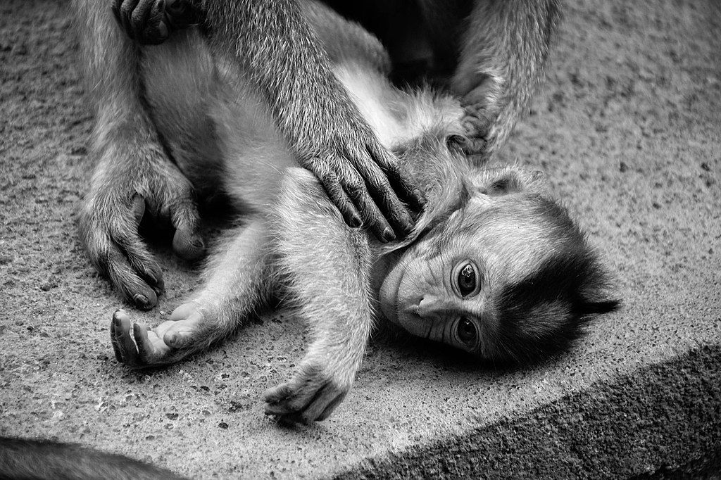 Harry Harlow's Baby Monkey Experiment